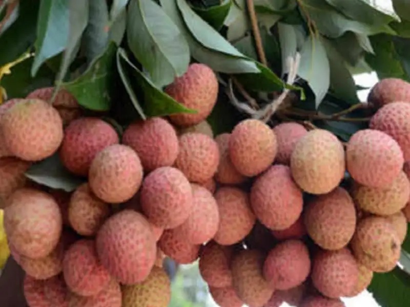 For the first time through CSC the litchi farmer of Muzaffarpur has sold  his litchi to a London buyer : CSC के माध्यम से पहली बार मुजफ्फरपुर के लीची  किसान ने अपनी