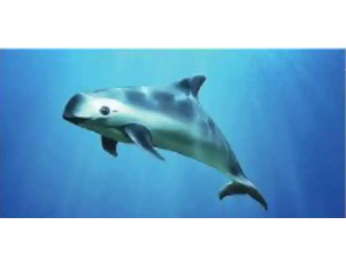 Mammals,व्हॅक्युटाचे हास्य लोपणार? - devmasa is the largest marine ...
