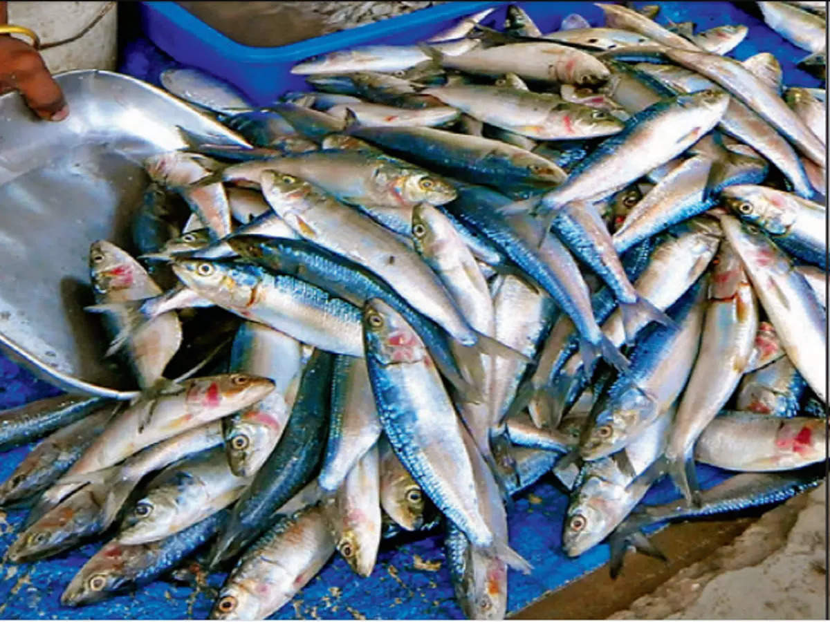 Nagai Mathi Fish,மத்தி மீன் கிலோ ரூ. 80, மீனவர்களும் ஹெப்பி: கேரளா வரை  விற்பனையாகிறது! - nagai mathi fish sale per kg price 80 rs to 100 rs  fishermen are happy to send to kerala - Samayam Tamil