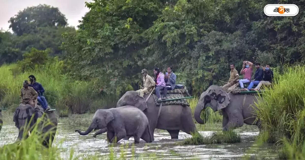 Jungle Safari in Dooars : ডুয়ার্সে হাতি সাফারিতে বিপত্তি! পুজোর আগে জঙ্গলপ্রেমী পর্যটকদের জন্য দুঃসংবাদ – elephant jungle safari in dooar is completely uncertain during durga puja 2023