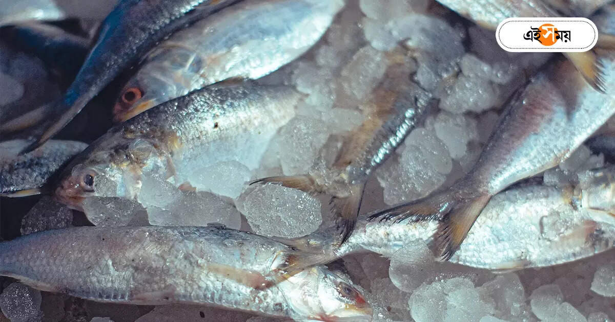 Hilsa Fish In Kolkata : রাজ্য ঢুকল পদ্মার টন টন ইলিশ, হবে কি স্বাদ পূরণ? – 30 tonne hilsa fish from bangladesh entered west bengal