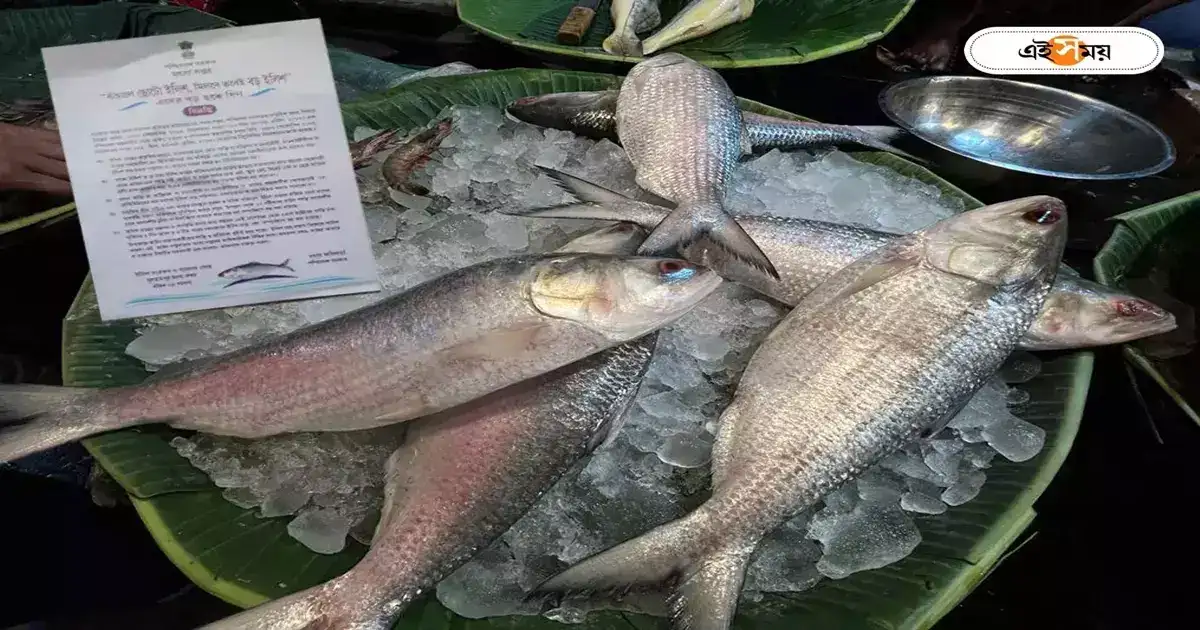 Hilsa Fish : ইলিশের ঢল, কিন্তু কতটা সুবাসিত বং হৃদয়? – hilsa traders are waiting for august 1 purnima kotal to get fresh fishes Hilsa Fish : ইলিশের ঢল, কিন্তু কতটা সুবাসিত বং হৃদয়? – hilsa traders are waiting for august 1 purnima kotal to get fresh fishes