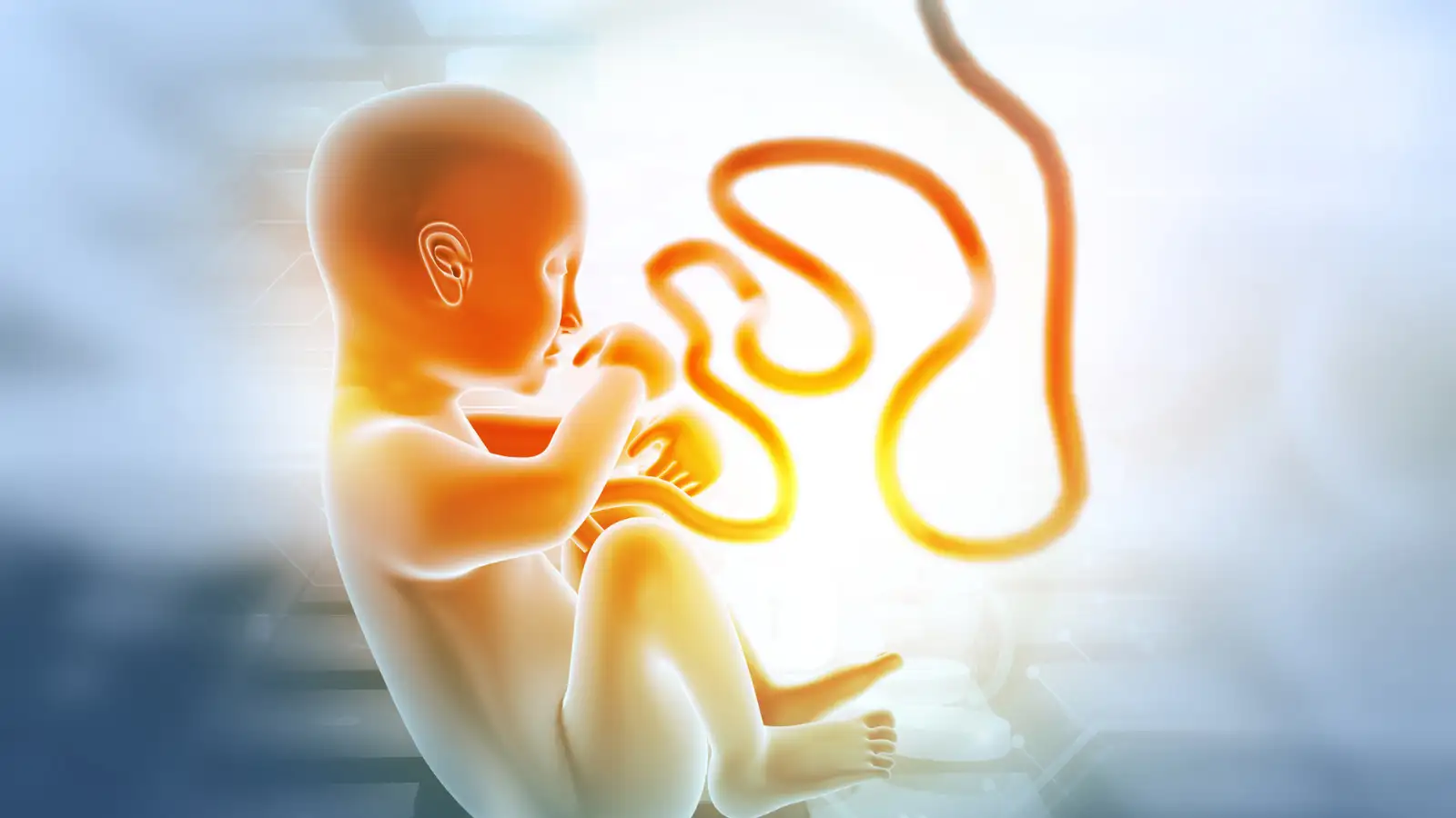 Umbilical Cord Length