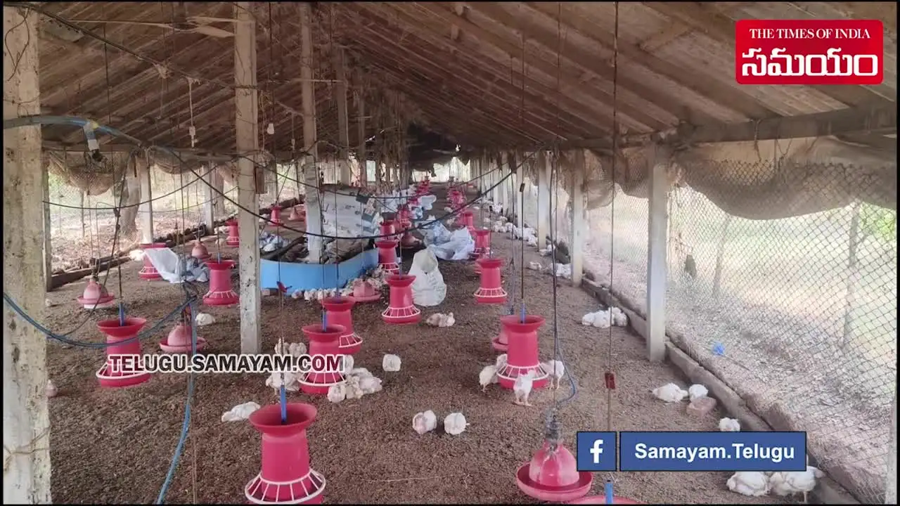 బర్డ్ ఫ్లూతో చనిపోతున్న కోళ్లు.. చికెన్ తినొద్దని ప్రజలకు అధికారులు హెచ్చరిక