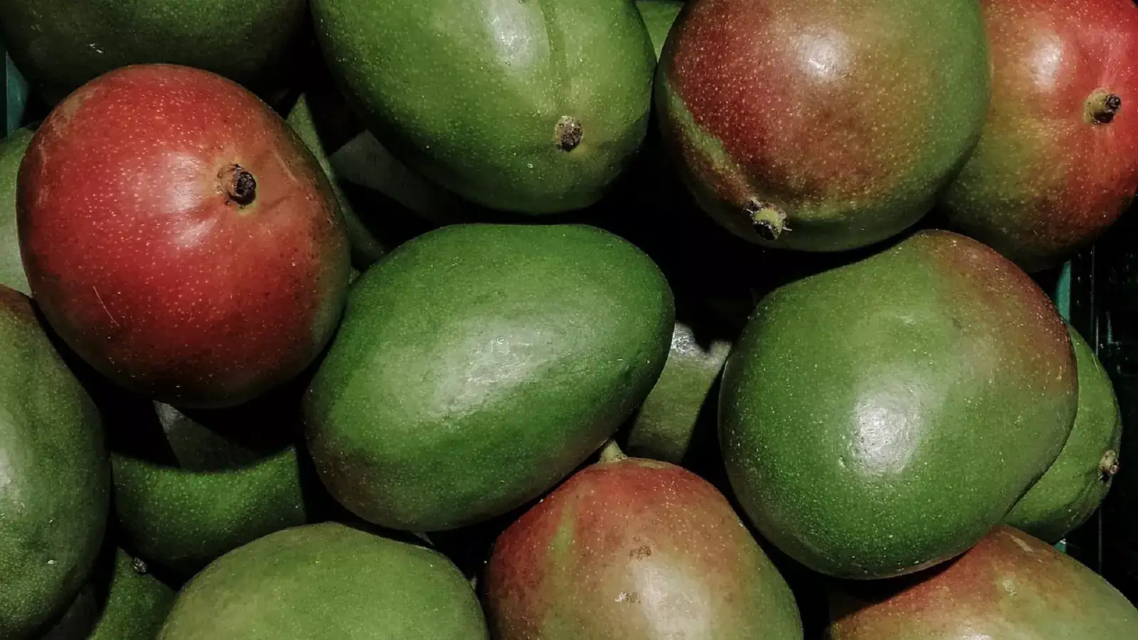 மாங்காய் விலை உயர்வு.. இன்றைய காய்கறி விலைப் பட்டியல்! 