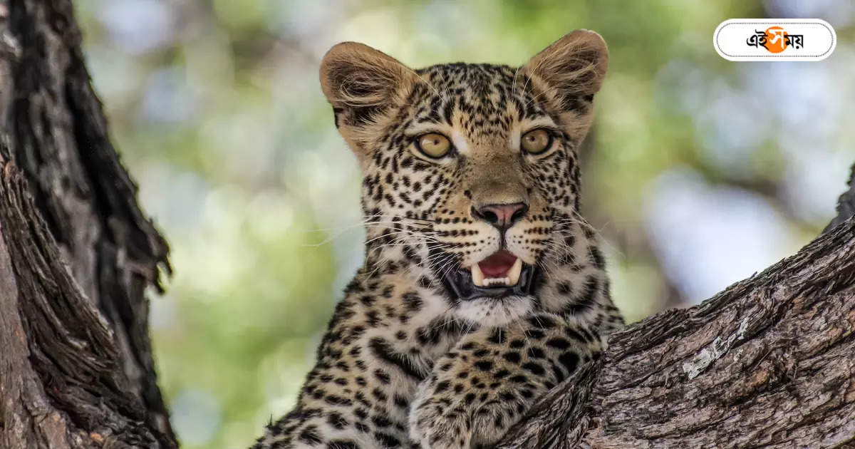 Wildlife Trafficking : চিতাবাঘের চামড়া পাচার, বনকর্মীদের জালে ২ অভিযুক্ত – forest workers arrested two smuggling accused of trafficking leopard skin in madhyamgram