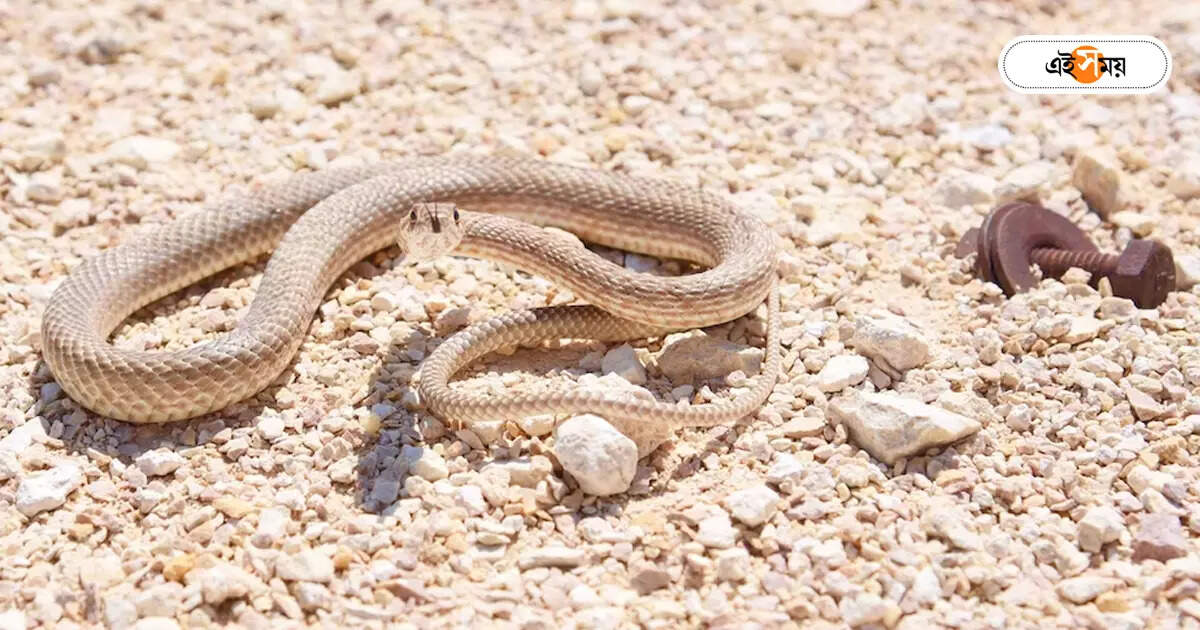 Snake Rescue : সাপের সঙ্গে ঘর করা শিখে নিচ্ছে নিউটাউন – snake outbreak has increased in new town area during monsoon season