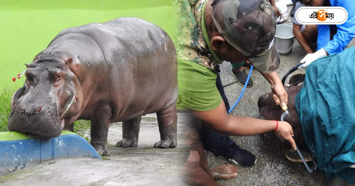 Alipore Zoo,অস্ত্রোপচারের পরেই মদ্দা জলহস্তীর মৃত্যু আলিপুরে – male hippopotamus lost life after dental surgery at alipore zoo