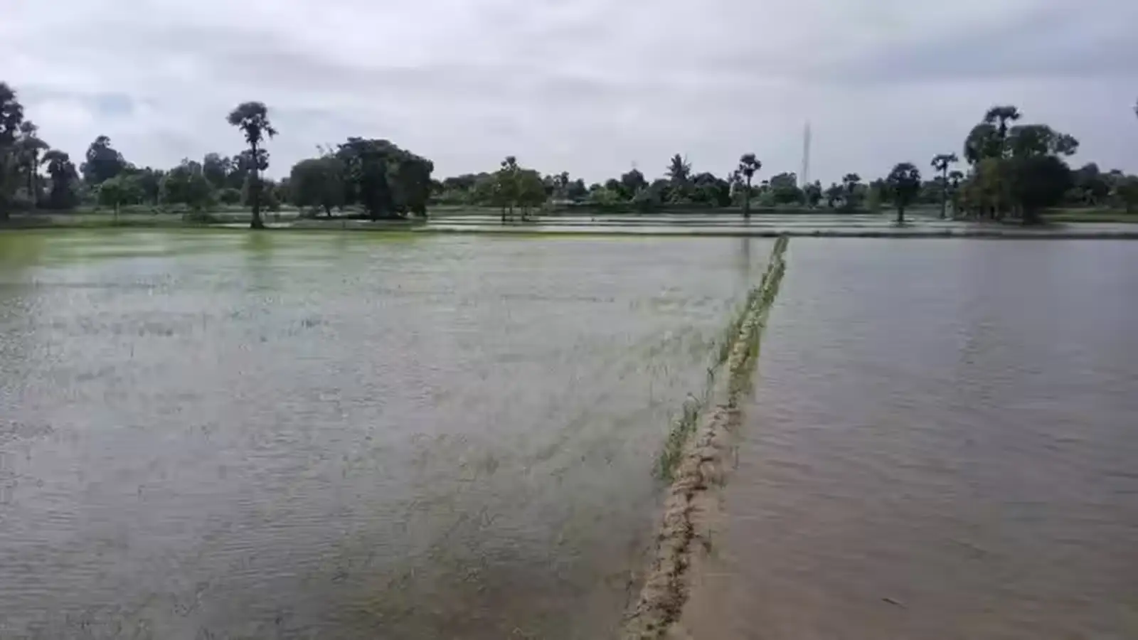 பயிர் சேதத்தை தடுக்க உடனடியாக அடைப்பட்ட வாய்க்கால்களை தூர்வார வேண்டும் என டெல்டா மாவட்ட விவசாயிகள் கோரிக்கை! 