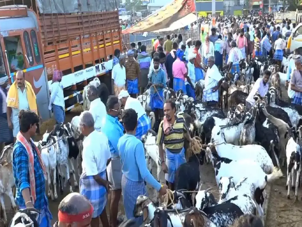 களைகட்டும் பொங்கல்: எட்டையாபுரம் ஆட்டுச்சந்தை... ரூ. 7 கோடி வரை விற்பனை! 