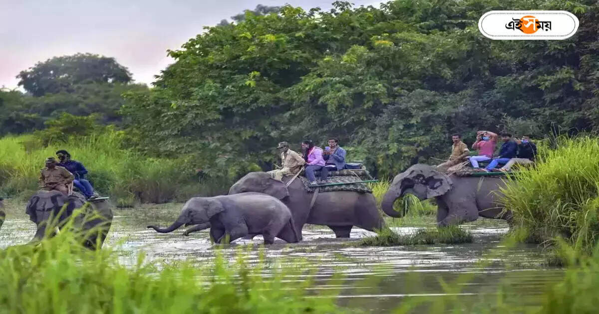 Jaldapara Safari Booking : জলদাপাড়ার সাফারি বুকিংয়ের ওয়েবসাইট কোনটি? আসল-নকলের ফারাক বুঝতে ফাঁপরে পর্যটকরা – jaldapara safari booking online system problem faced by dooars tourists