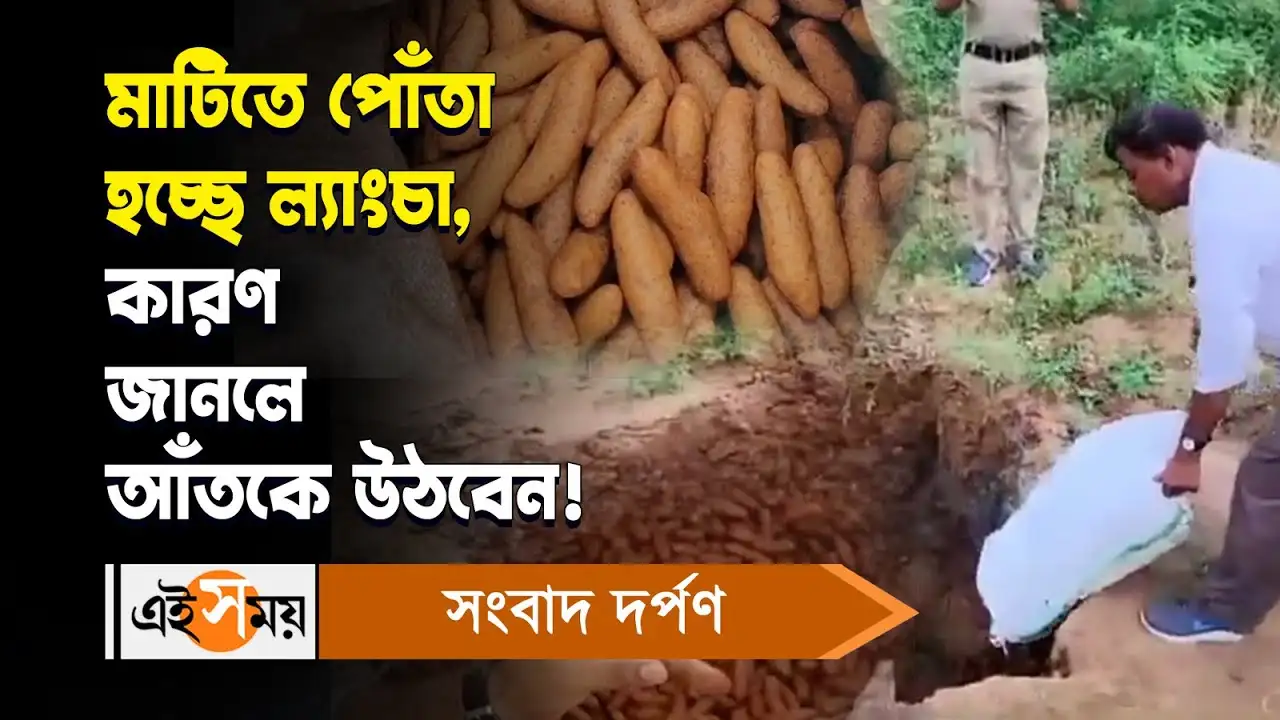 Shaktigarh Langcha : মাটিতে পোঁতা হচ্ছে ল্যাংচা, কারণ জানলে আঁতকে উঠবেন! – shaktigarh langcha shops raided by police and health department officials after getting complaints watch video