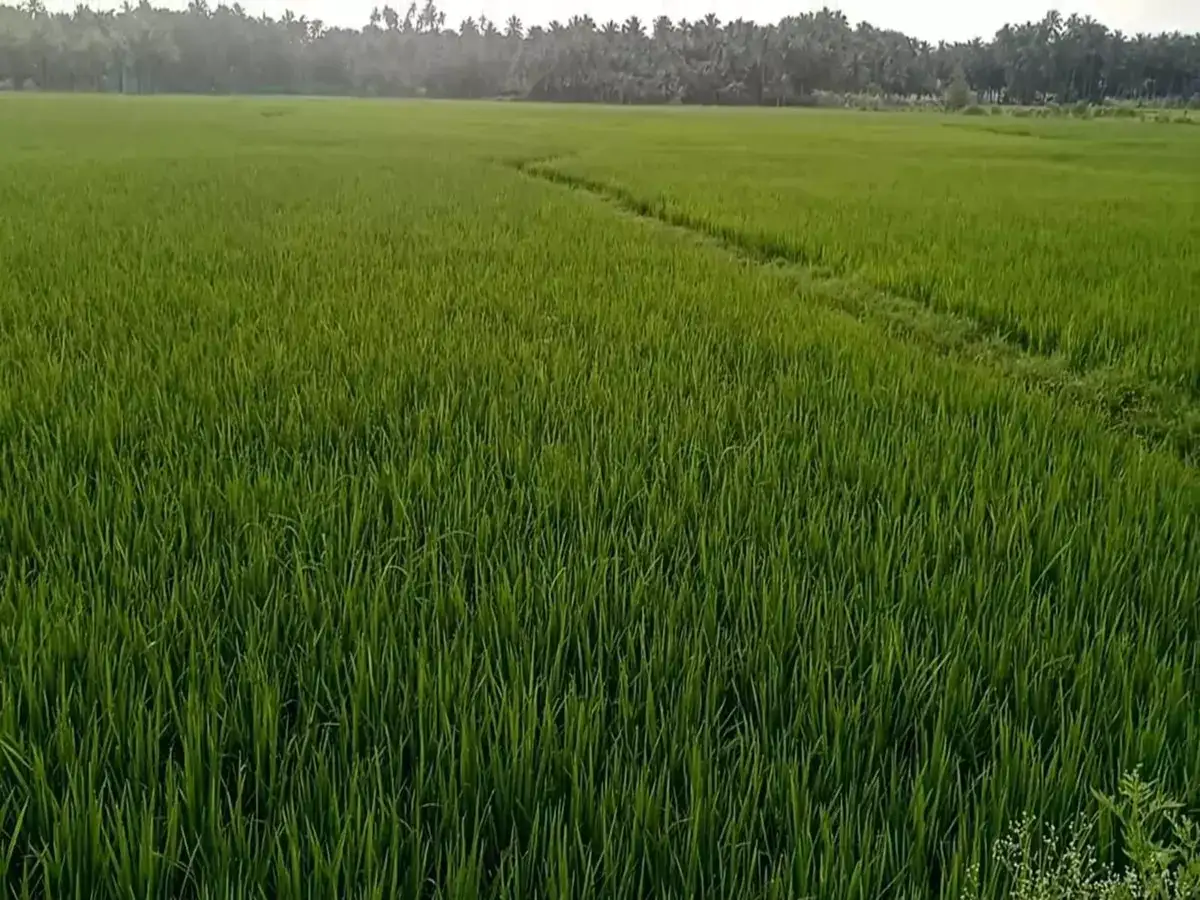 தென்காசி மாவட்டத்தில் கடும் பனிப்பொழிவு! நெற் பயிர்களில் நோய் தாக்குதல்! விவசாயிகள் வேதனை! 