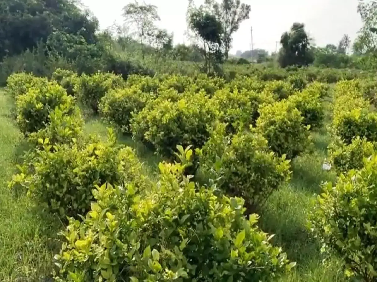 நிலக்கோட்டையில் கருகும் மல்லிகை பூக்கள்... வேதனையில் விவசாயிகள்! 