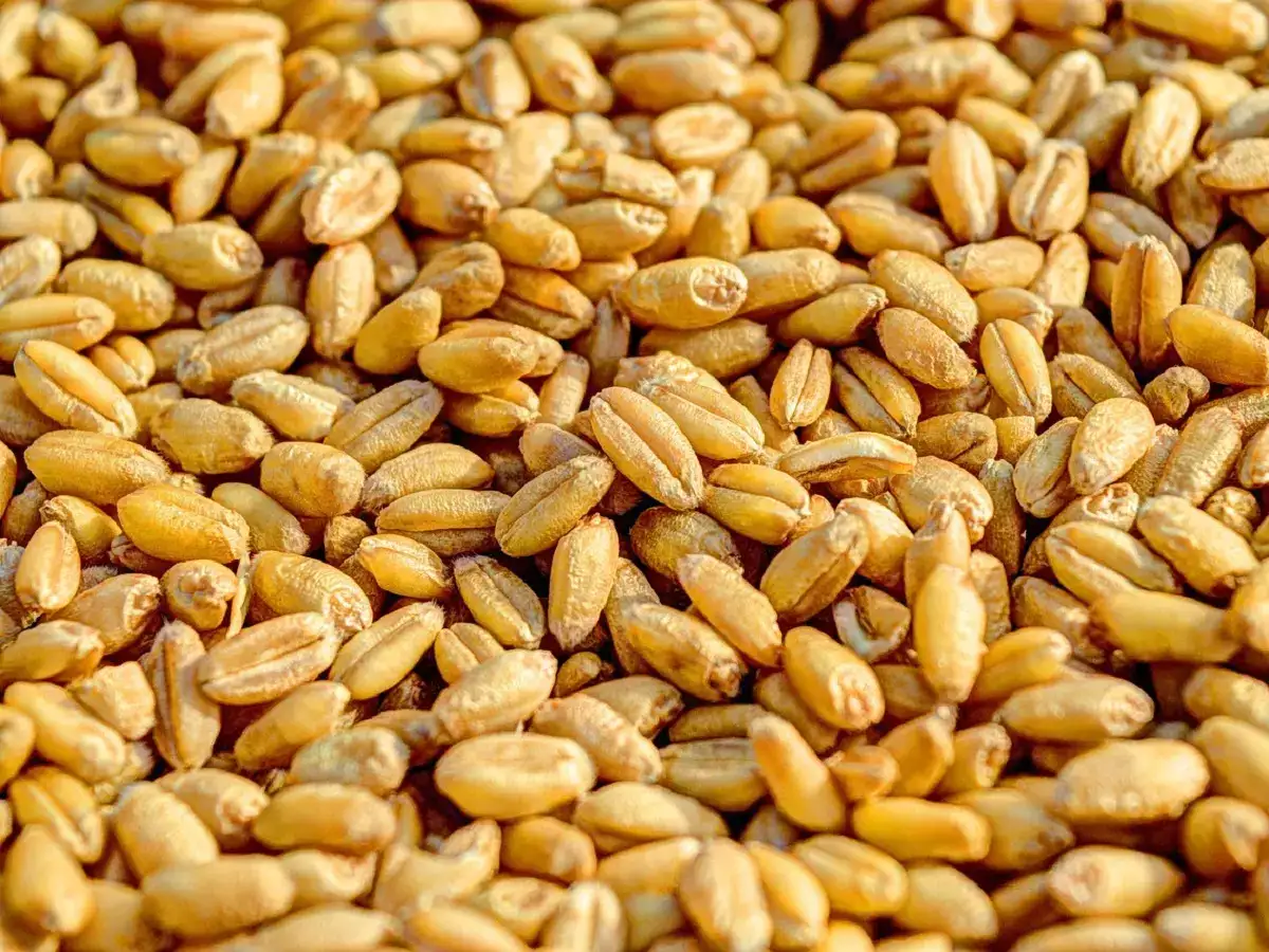 கோதுமை இருப்புக்கு வரம்பு நிர்ணயித்த மத்திய அரசு! 