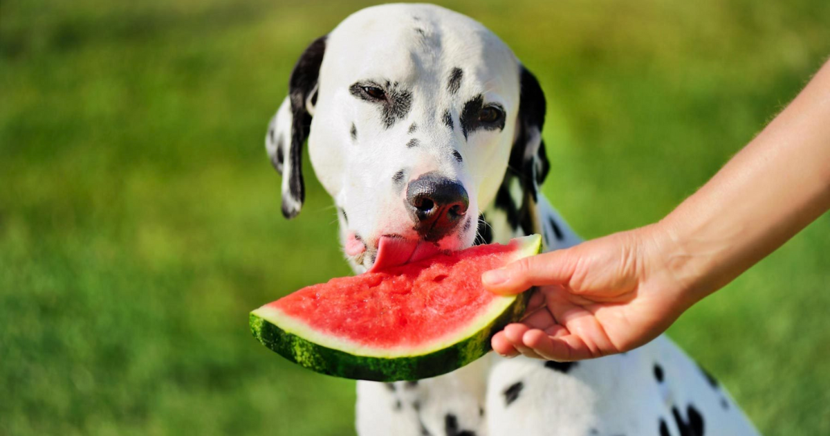 Is it safe to feed watermelon to dogs? Know what the experts say