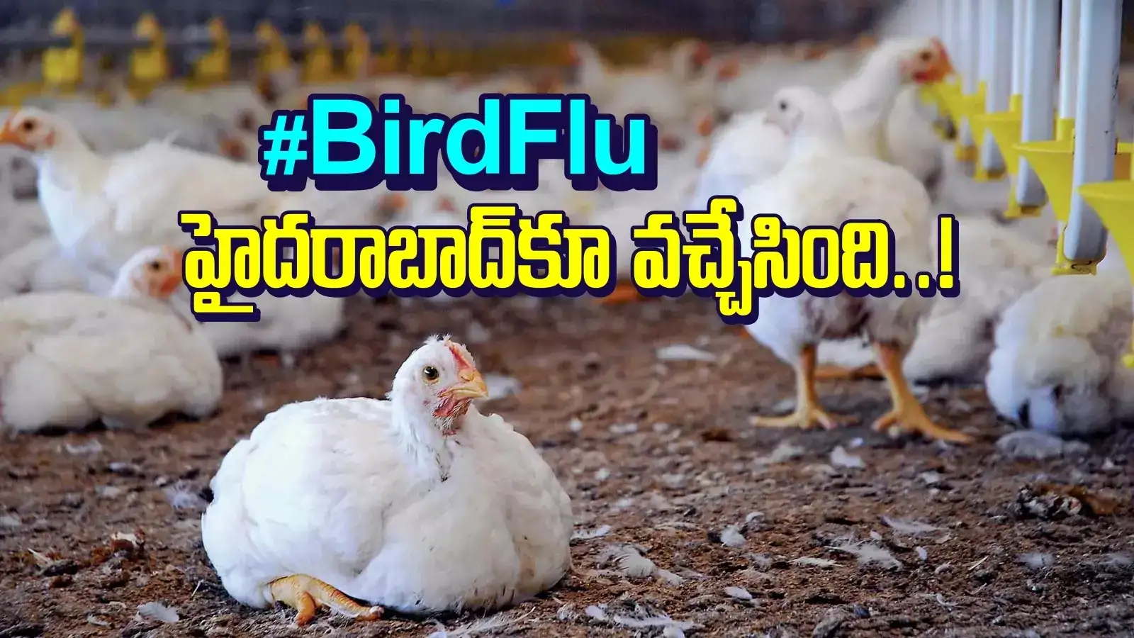 Bird Flu: హైదరాబాద్‌లో బర్డ్ ఫ్లూ కలకలం.. నిర్ధారించిన అధికారులు..!