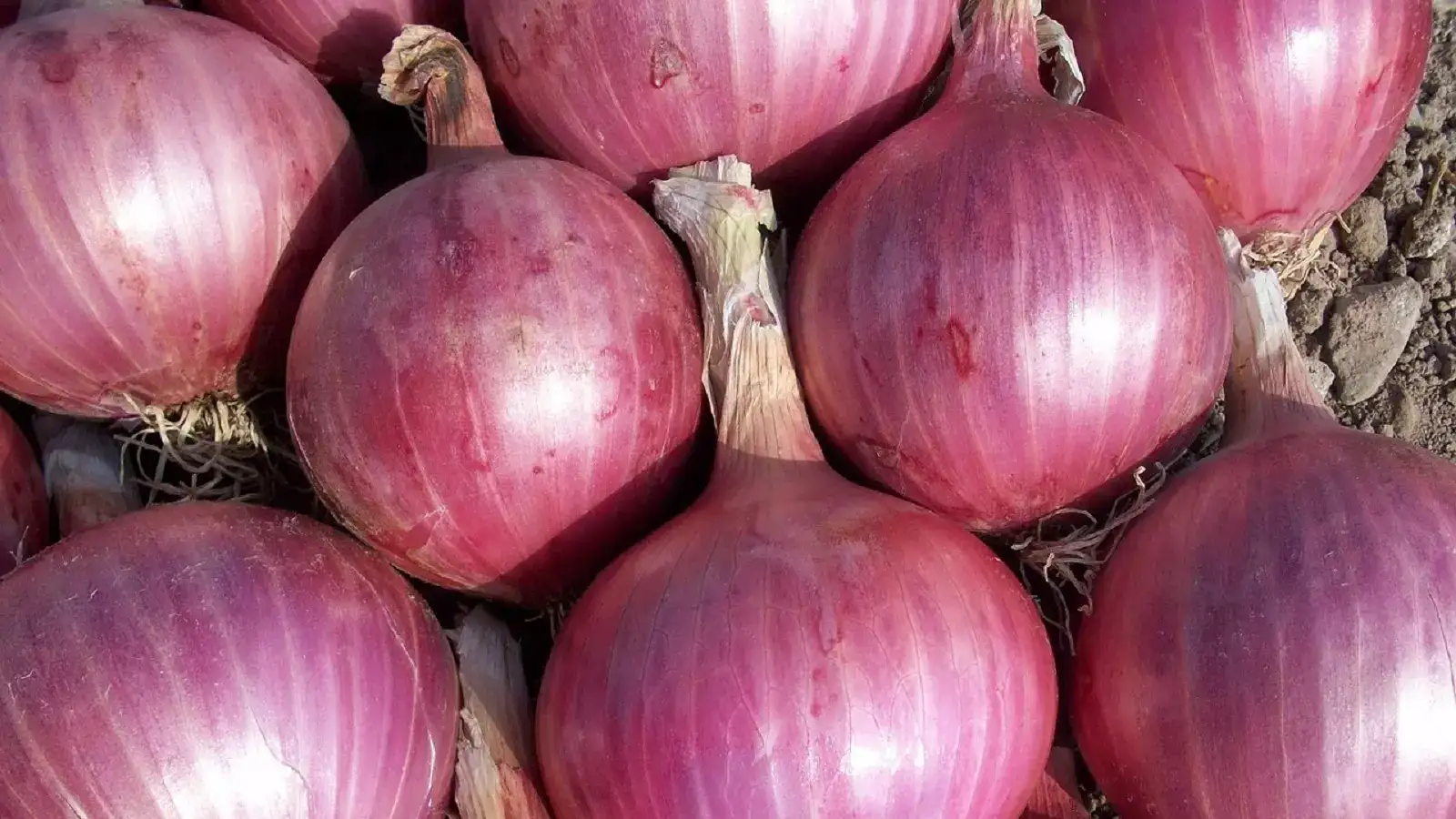 வெங்காயம் விலை மீண்டும் உயர்வு.. சென்னை மக்கள் கண்ணீர்! 