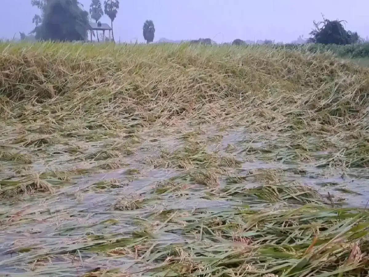 குறுவை நெற்பயிர்கள் மழையால் சேதம்... நாகையில் விவசாயிகள் வேதனை! 