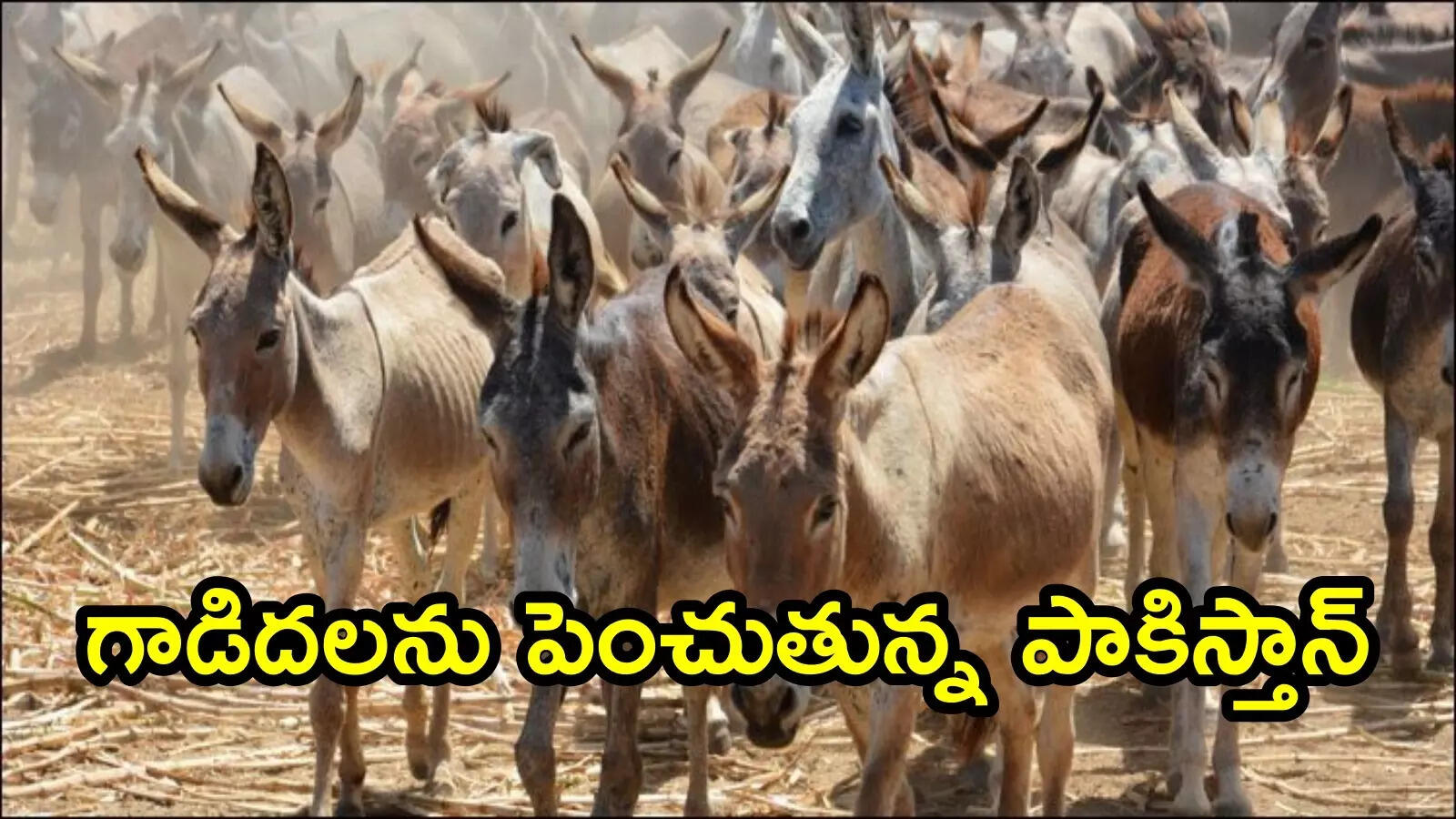 గాడిదలను పెంచుతున్న పాకిస్తాన్.. చైనాతో రూ.328 కోట్ల డీల్, ఏటా 80 వేల గాడిదల ఉత్పత్తి