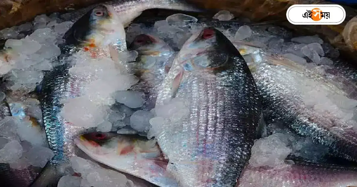 Hilsa Fish : সাগরের ডিফেন্স ফাঁকি দিয়ে গঙ্গায় জব্বর সব ইলিশের ঢল – hilsa fishes are seen in large quantities in ganga this monsoon Hilsa Fish : সাগরের ডিফেন্স ফাঁকি দিয়ে গঙ্গায় জব্বর সব ইলিশের ঢল – hilsa fishes are seen in large quantities in ganga this monsoon