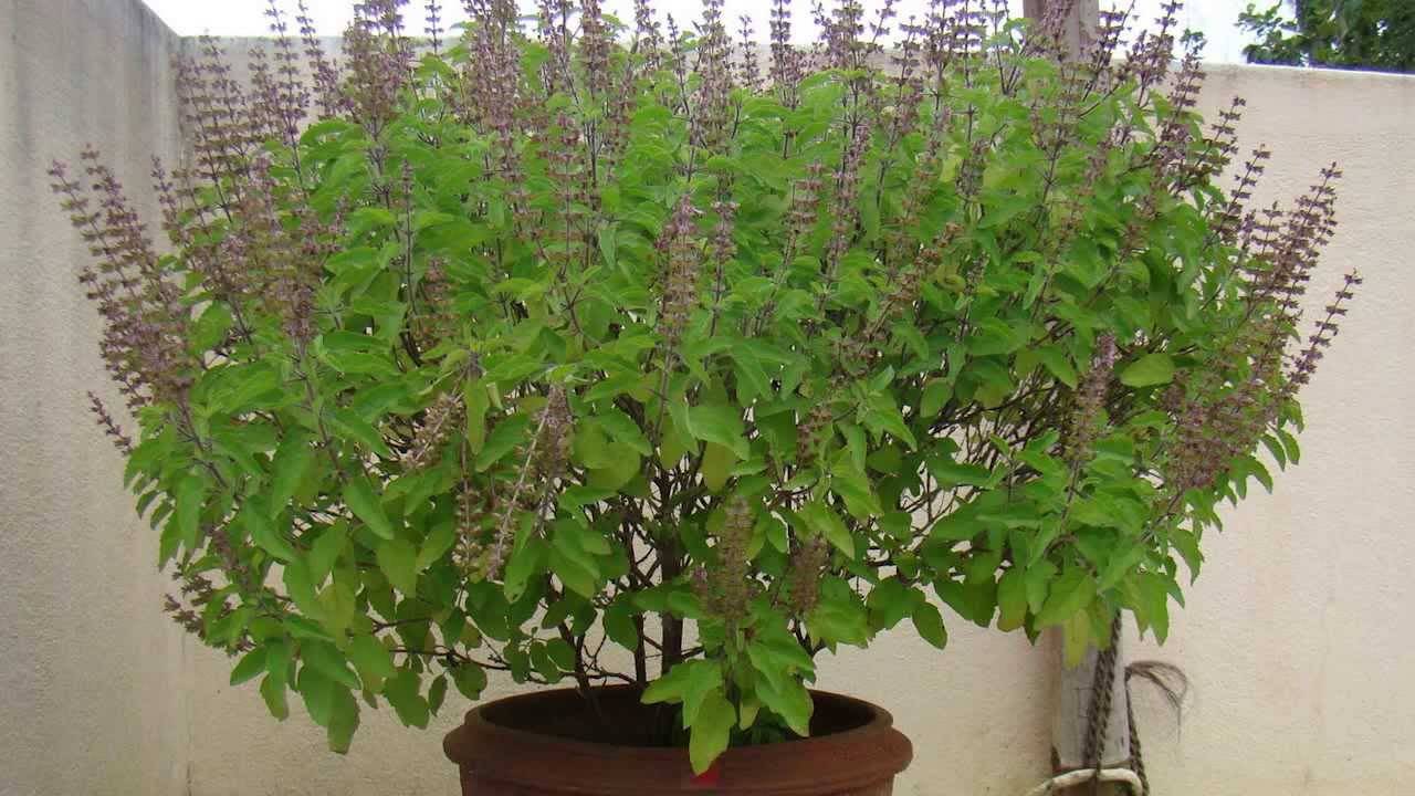 Tulsi uses in Kannada Tulsi Basil Leaves Health