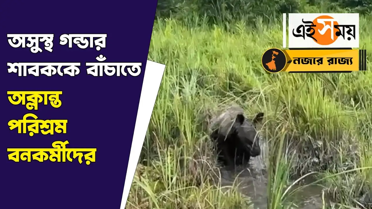 Rhino Calf Rescued : জলদাপাড়া জাতীয় উদ্যানে উদ্ধার অসুস্থ গন্ডার শাবক, বাঁচাতে অক্লান্ত পরিশ্রম বনদপ্তরের – a rhino calf rescued from jaldapara national park wb forest department officers trying hard to cure watch video