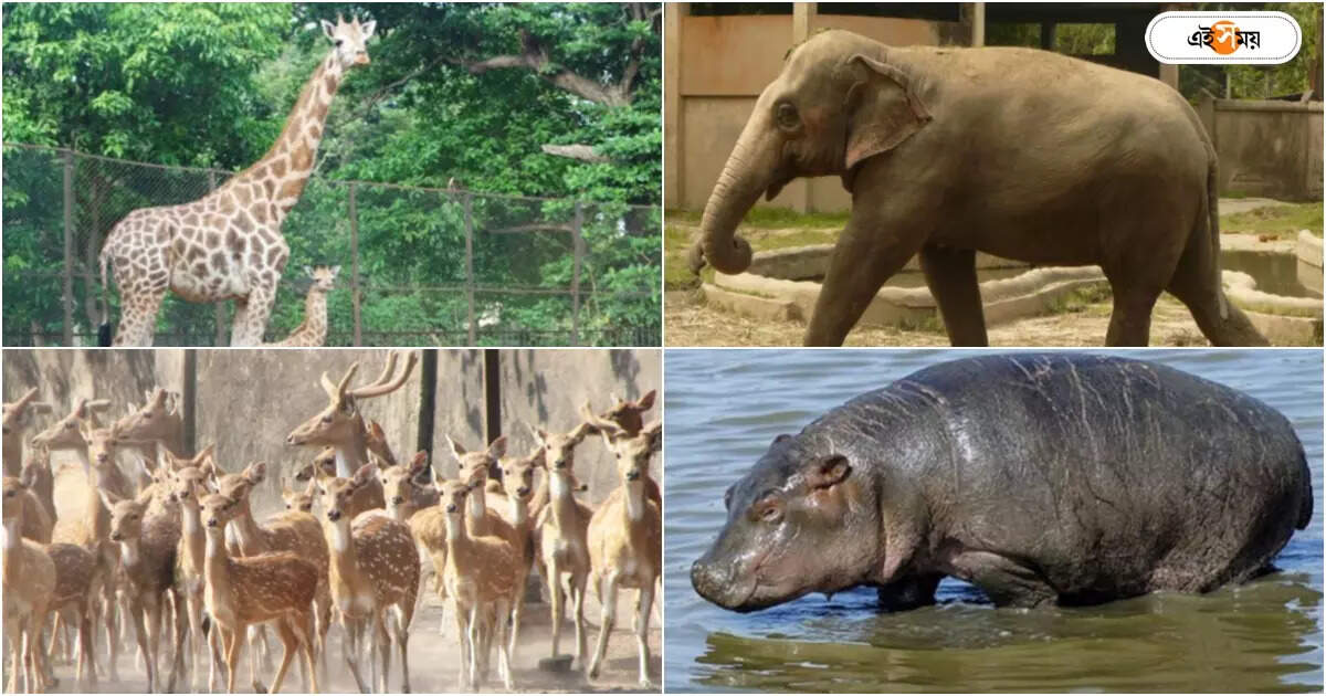 Alipore Zoo : এবার থেকে সপ্তাহের এই দিনে বন্ধ থাকবে আলিপুর চিড়িয়াখানা, বড় ঘোষণা কর্তৃপক্ষের – alipore zoo will remain closed on every thursday except government holidays