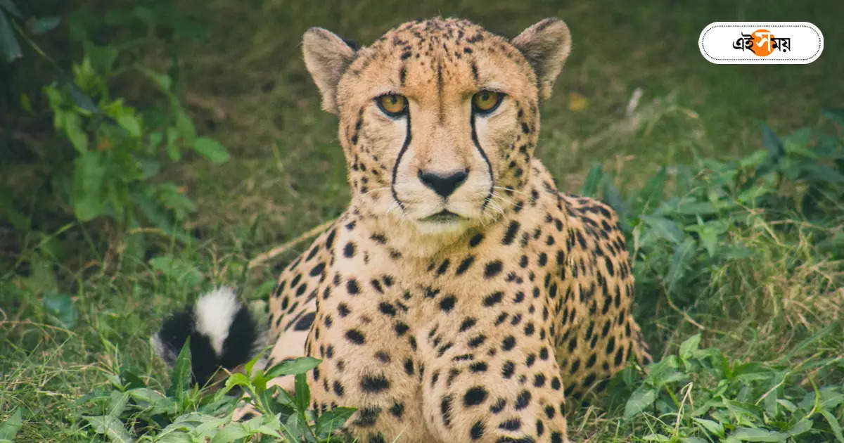 Leopard Death : রাস্তা পার হওয়ার সময় ঘটল বিপত্তি! জাতীয় সড়কে ট্রাকের ধাক্কায় মৃত্যু চিতাবাঘের – a leopard died in 27 national highway accident near siliguri