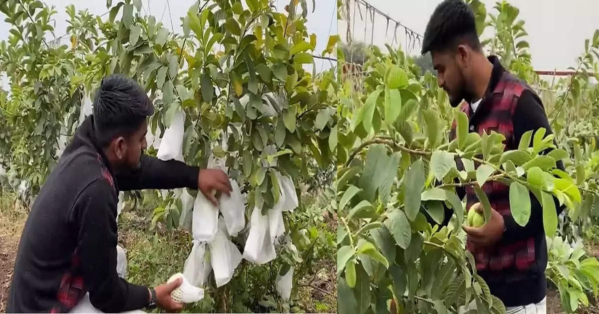 वकिलाचा शेतात यशस्वी प्रयोग! झारखंडमधून रोपे आणली; तीन एकरात पेरूची लागवड, मिळवला लाखोंचा नफा