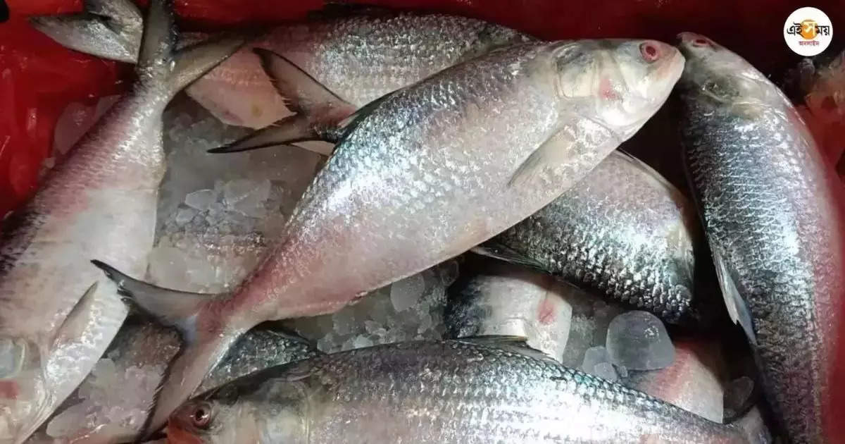 Bangladeshi Hilsa Fish,পুজো পর্যন্ত পাতে বাংলাদেশি ইলিশ, মিলবে না ভাইফোঁটায় – bangladeshi hilsa will not be available this year bhai phonta