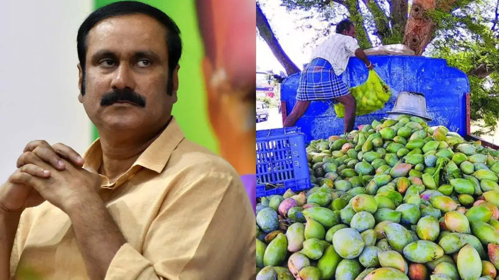 மாம்பழத்திற்கு ரூ.4 ஆயிரம் ஊக்கத்தொகை..தமிழ்நாடு அரசுக்கு அன்புமணி வேண்டுகோள்! 