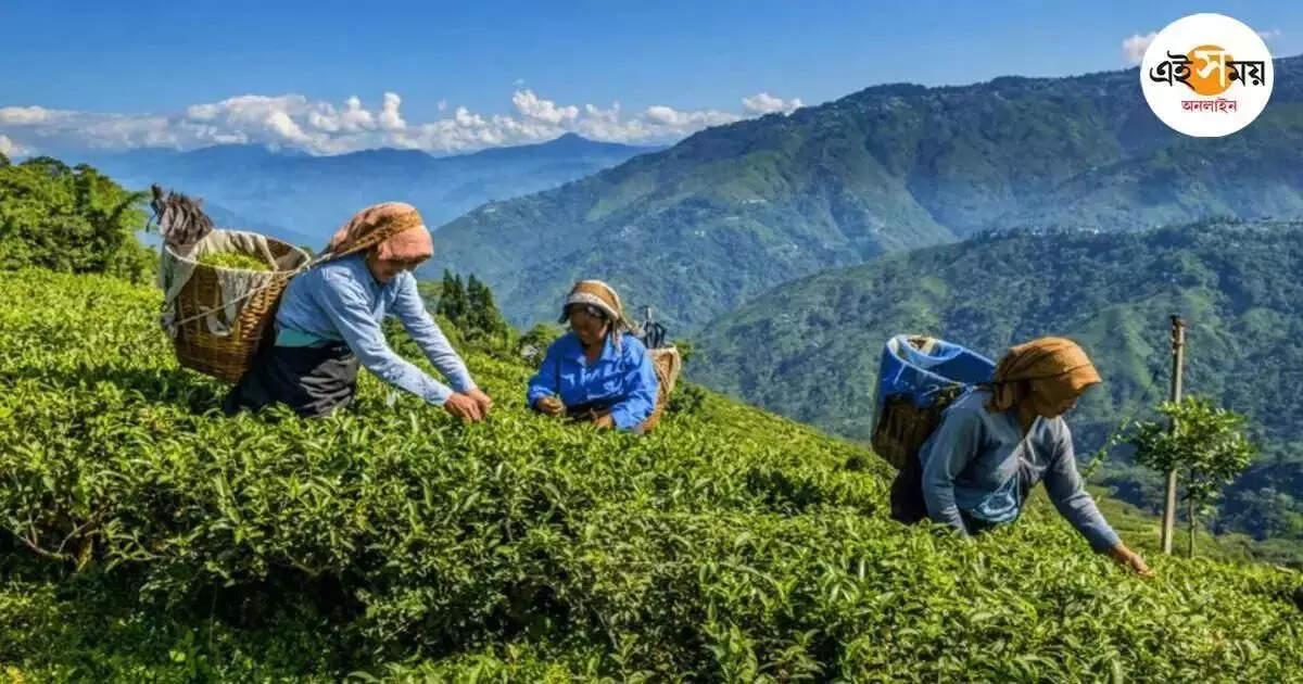 Longview Tea Garden: বোনাস ইস্যুতে ফের বন্ধ আরও একটি চা বাগান – longview tea garden has been closed due to the bonus issue