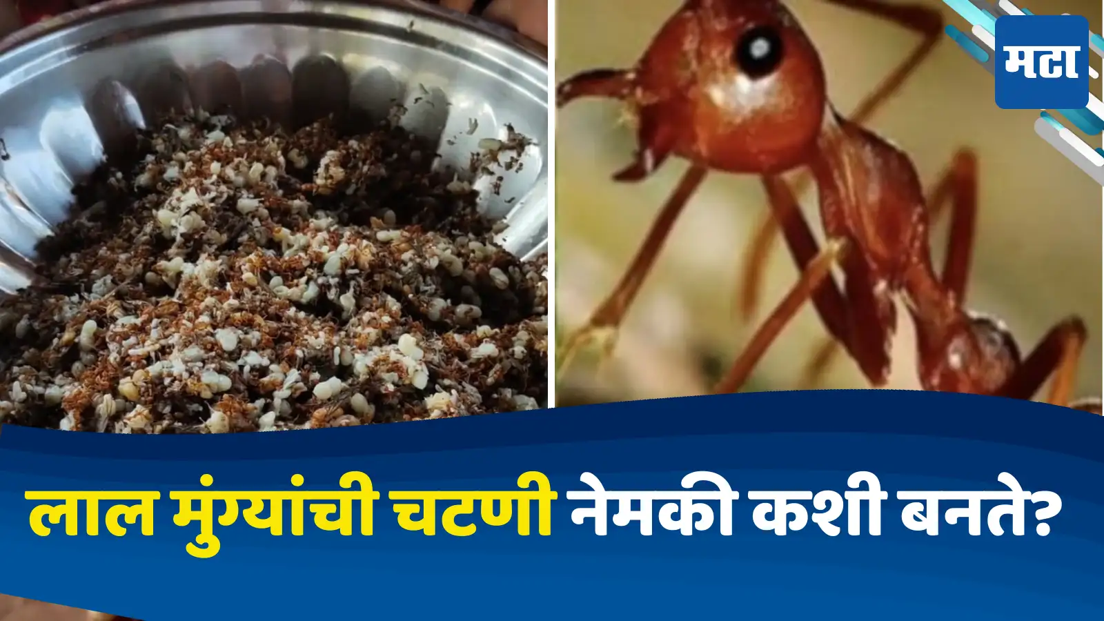 Red Ant | लाल मुंगी दिसली की लगेच तिला मारता ना? पण काहीजण याच 'लाल ...