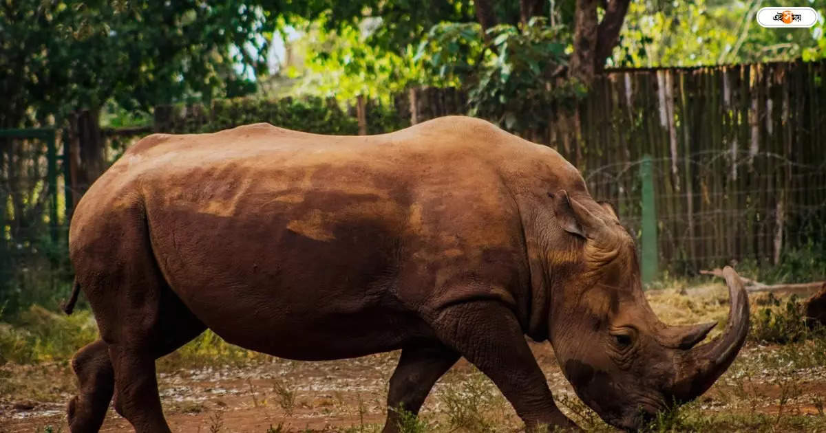 Jaldapara National Park: প্রাণ বাজি রেখে ৫ বছরের অসুস্থ গন্ডারকে উদ্ধার জলদাপাড়া জাতীয় উদ্যানের বনকর্মীদের – jaldapara national park forest staff rescued a 5 year old rhino