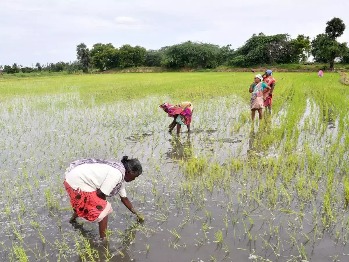 தனியார் நிறுவனங்களுக்கு தாரை வார்க்கப்படும் விவசாய நிலங்கள்: விவசாயிகள் சங்கம் கண்டனம்! 