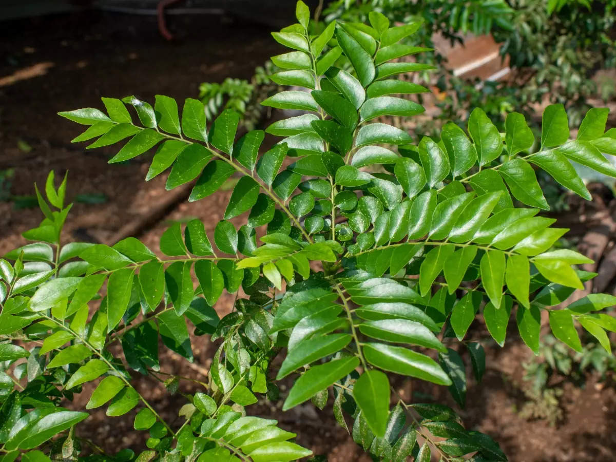 Vastu Tips For Curry Leaf Plant,വീടിന്റെ ഈ ഭാഗത്ത് കറിവേപ്പെങ്കിൽ മരണ ദുഃഖം  - vastu tips to keep in mind while growing curry leaf plant at home -  Samayam Malayalam