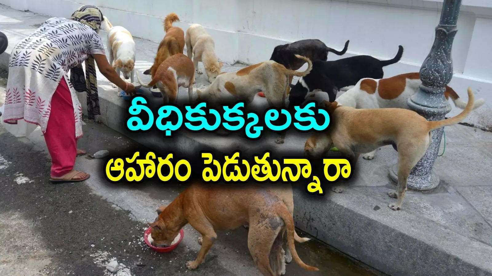 GHMC: వీధి కుక్కలకు ఆహారం పెడుతున్నారా.. జీహెచ్ఎంసీ కొత్త నిబంధనలు