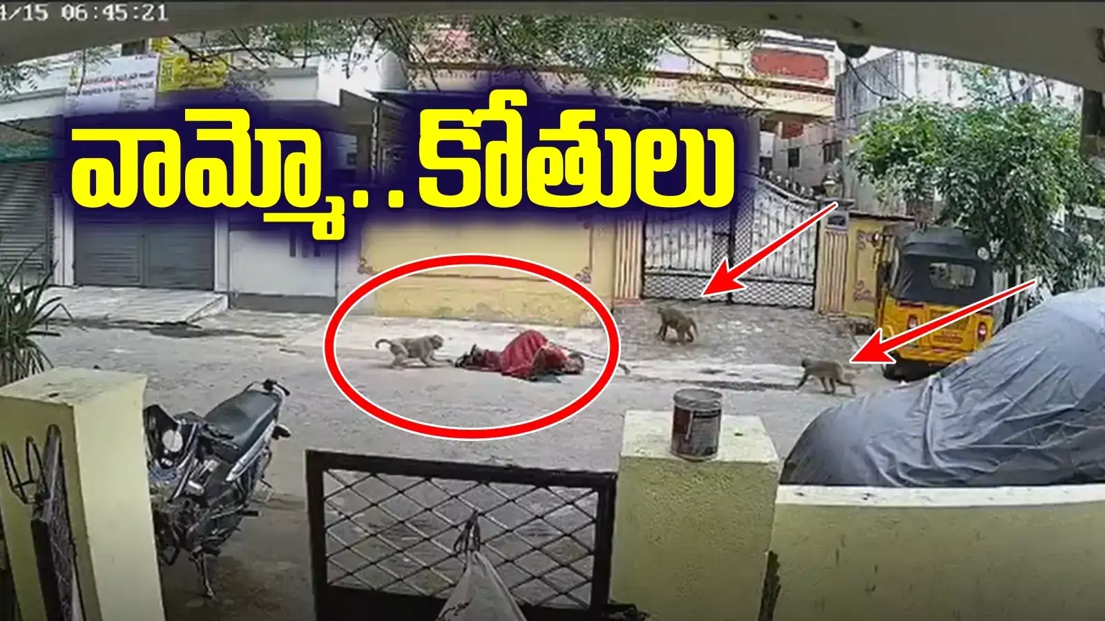 వామ్మో.. కోతులు ఎంతపని చేశాయి.. పాపం వృద్ధురాలు.. ఎదురింటివాళ్లు చూడకపోతే ఏంటీ పరిస్థితి..!