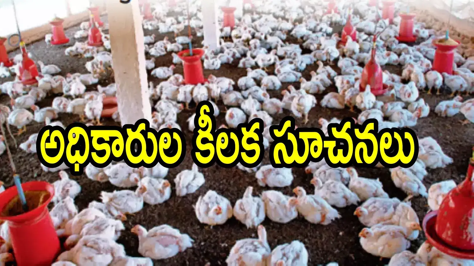 ఏపీలోని ఈ జిల్లాల్లో ప్రజలు చికెన్ తినొద్దు.. అధికారుల కీలక సూచనలు