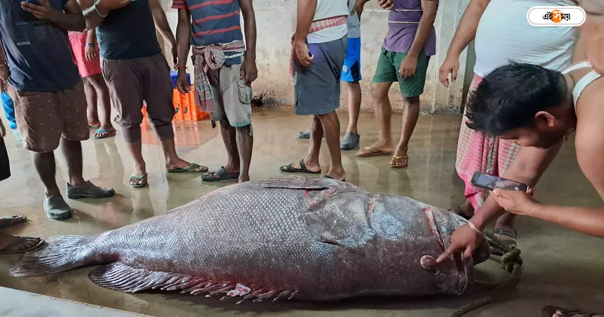 Koi Bhola Fish Price,দিঘায় মৎস্যজীবীদের জালে উঠল বিশালাকারের কইভোলা, বিক্রি ৭০ হাজারের বেশি দামে – one big size koi bhola fish caught in digha