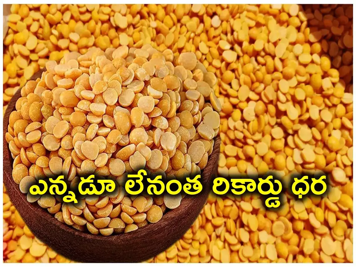 Tandur Kandi Pappu Price,తాండూరు కందులకు రికార్డు ధర.. రైతుల పంట పండింది  - record price for pigeon peas at tandur agricultural market - Samayam  Telugu