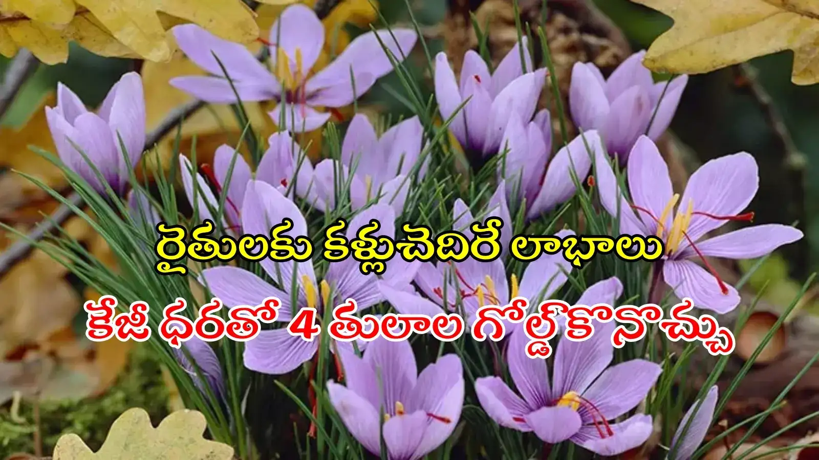 సిద్దిపేటలో 'క్రోకస్‌ సాటివస్‌' పూల సాగు.. కేజీ రూ.3 లక్షలకు పైగానే, 4 తులాల గోల్డ్ కొనొచ్చు..!