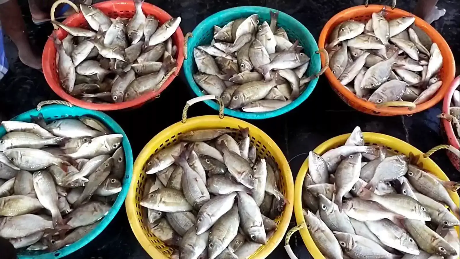 தூத்துக்குடி திரேஸ்புரம் துறைமுகம்: புரட்டாசி பிறந்ததும் குறைந்த மீன்கள் விலை! 