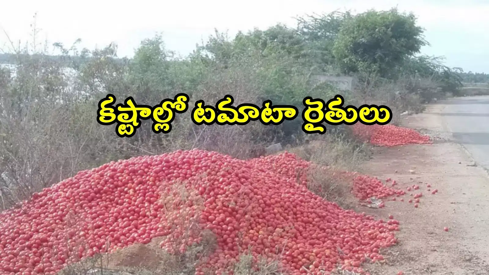 కేజీ టమాటా రూ.3 మాత్రమే.. పెట్టుబడి ఖర్చులూ రావట్లేదు, రైతు కష్టాలు తీరేదెలా..?