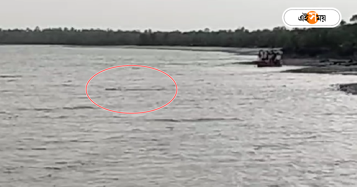 Sundarbans,পাথরপ্রতিমায় নাবালককে টেনে নিয়ে গেল কুমির, তল্লাশি শুরু বন দফতরের – crocodile attacks on a boy at patharpratima south 24 parganas