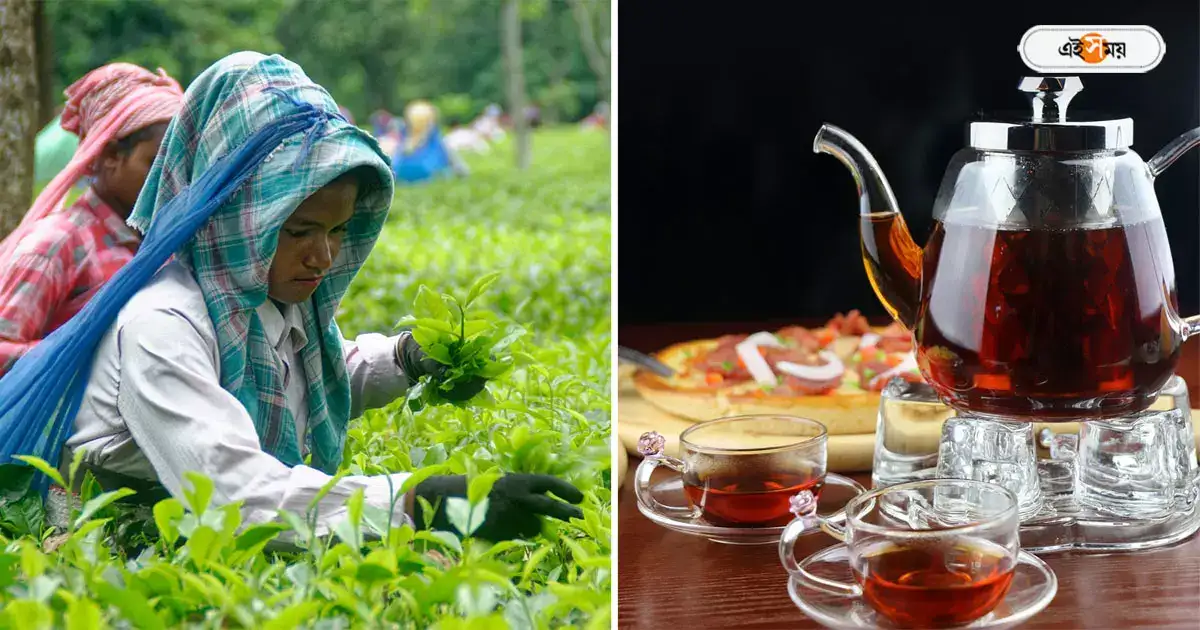স্বাদে-গন্ধে অতুলনীয়! দার্জিলিঙেই মেলে দেশের সবথেকে দামি চা, মূল্য জানেন? স্বাদে-গন্ধে অতুলনীয়! দার্জিলিঙেই মেলে দেশের সবথেকে দামি চা, মূল্য জানেন?