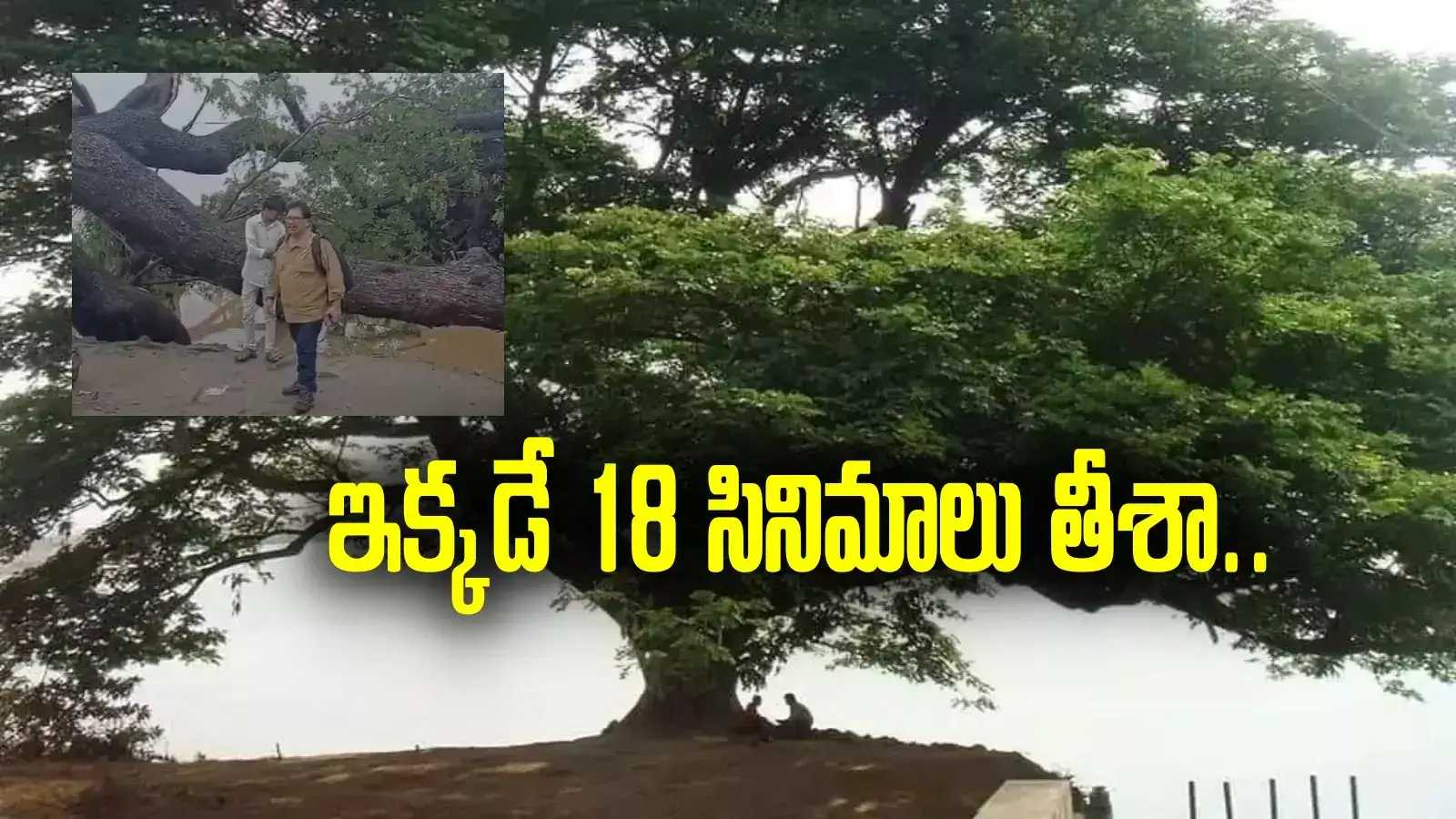 Kumaradevam Cinema Tree: 18 సినిమాలు తీశా.. ఇక్కడే భోంచేశా.. సినిమా చెట్టు వద్ద వంశీ భావోద్వేగం