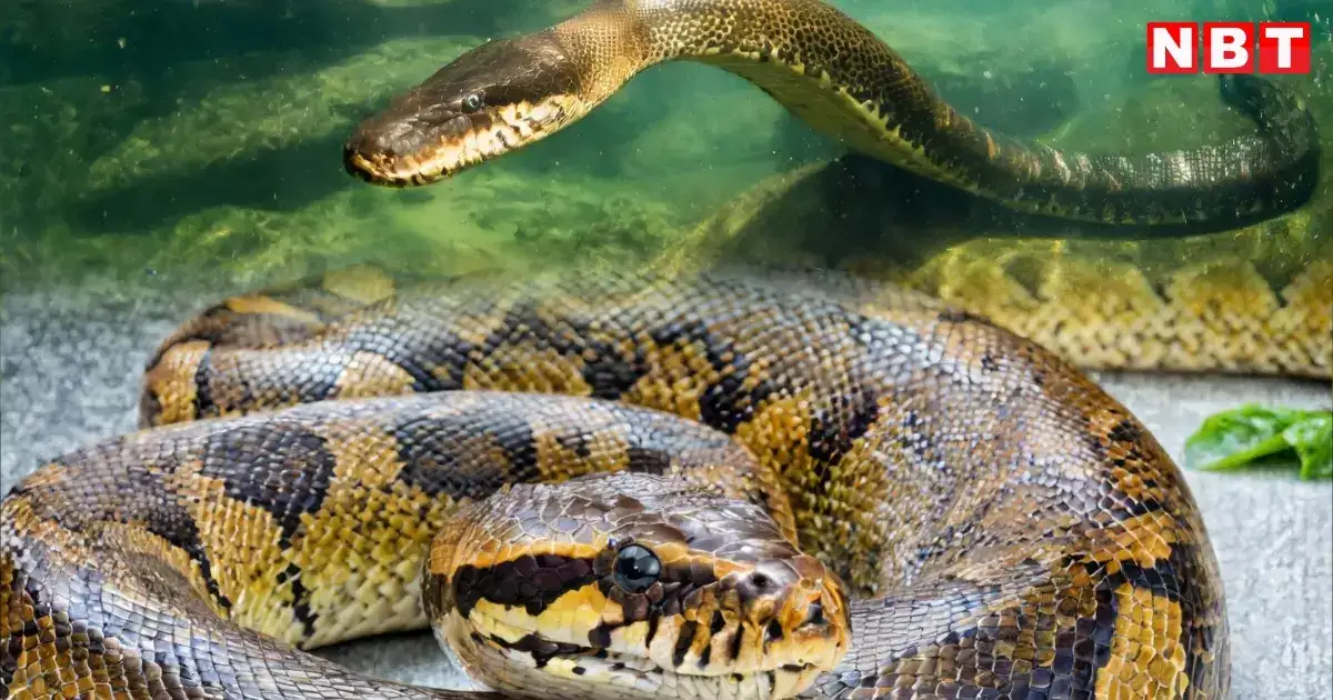 World Largest Anaconda Snake Discovered in Amazon See Video - दुनिया का ...