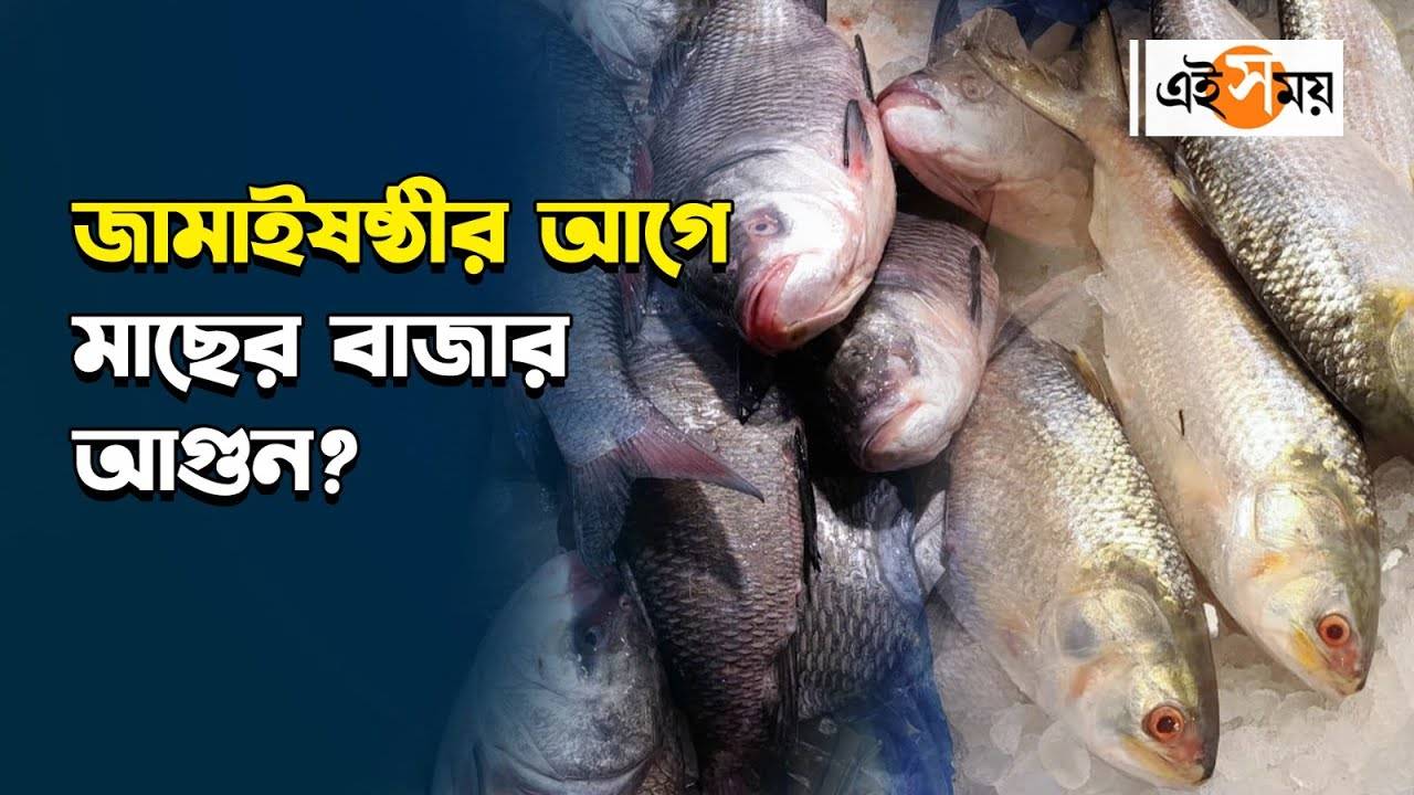 Jamai Sasthi 2024 : জামাইষষ্ঠীর আগে মাছের বাজার আগুন? – jamai sasthi 2024 fish price hike know the reactions of people and sellers for details watch video